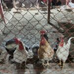 Jevelin Farm Image 8